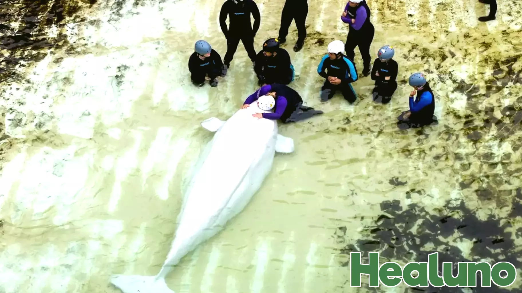 Chicago aquarium shares health update on Marineland belugas after whale deaths