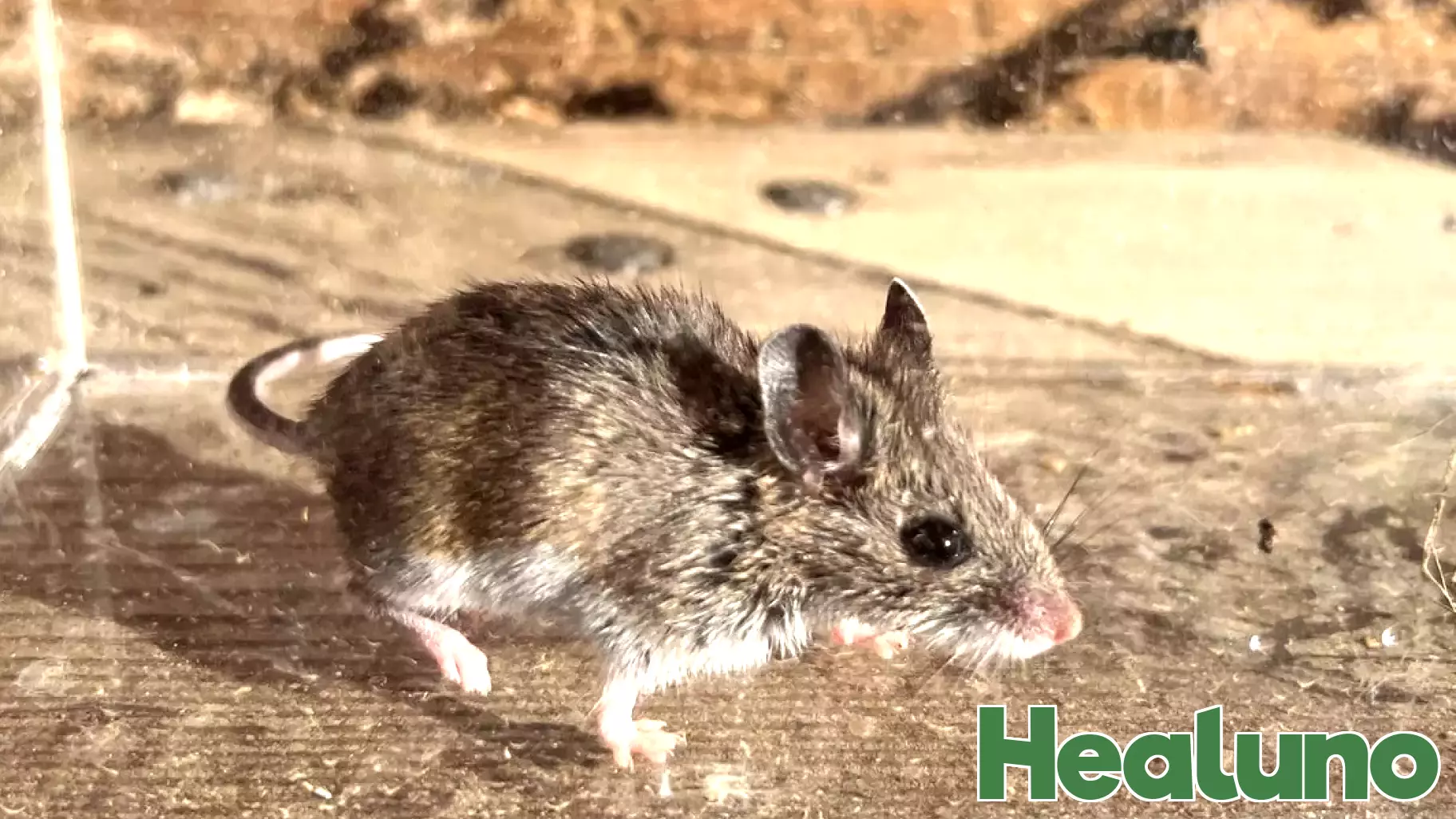 Colorado Department of Public Health and Environment confirms hantavirus case