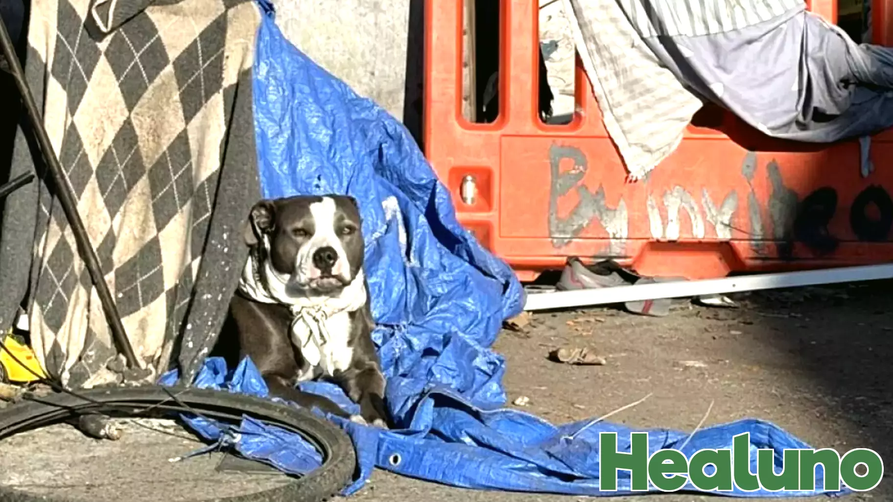 Dog daycare leptospirosis outbreak in Los Angeles reveals broader public health risks