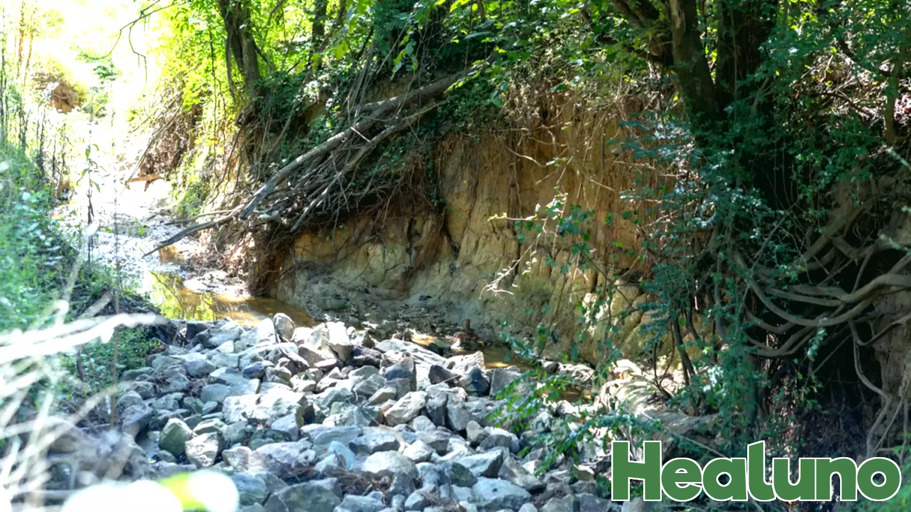 Efforts Underway to Revitalize Local Stream at North Carolina State Farmers Market