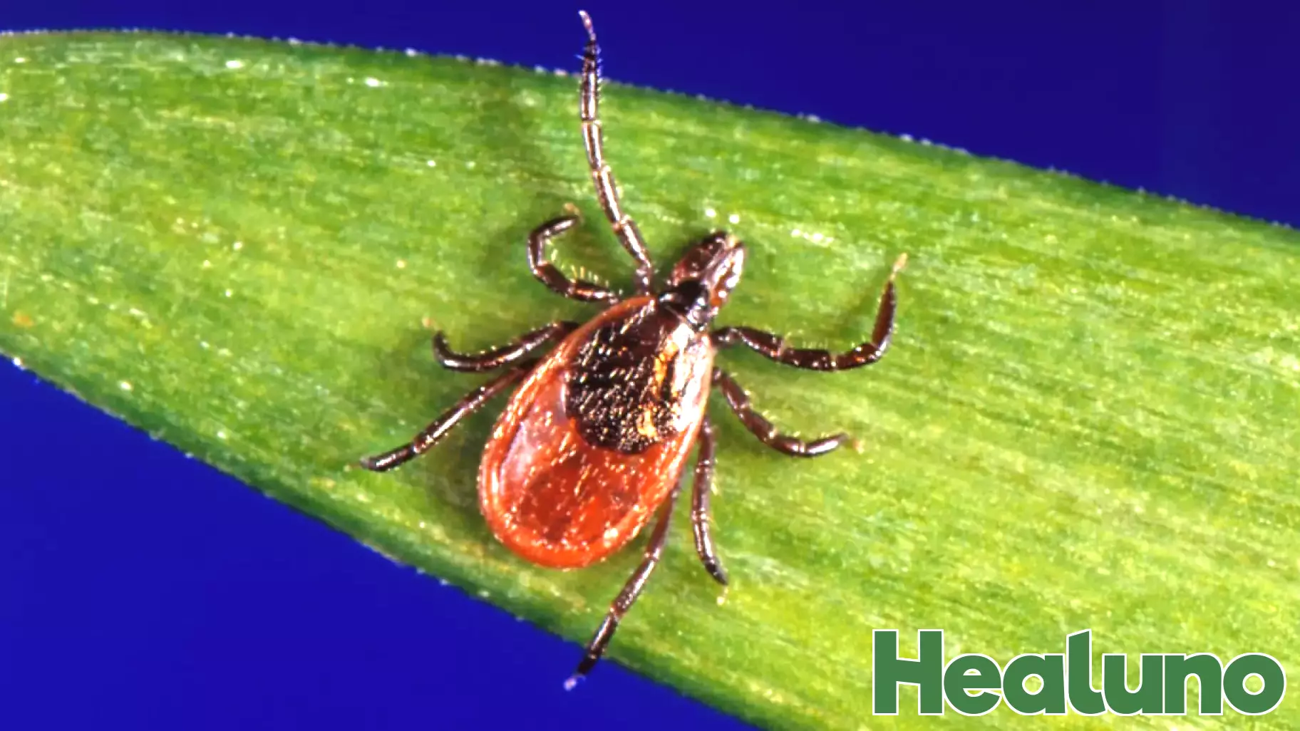 Health Advisory: Beware of Ticks and Lyme Disease This Holiday Weekend