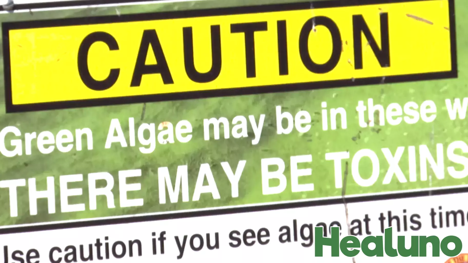Health Alert for Lake Okeechobee Due to Toxic Algae