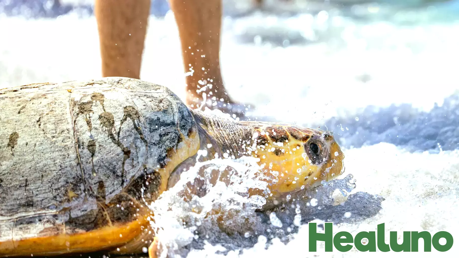 Loggerhead Sea Turtles Successfully Released Back into the Gulf