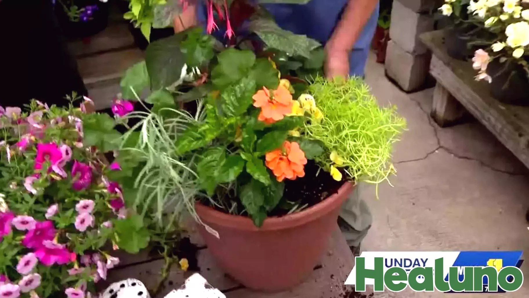 Sunday Gardener: Pruning flowers for healthy growth