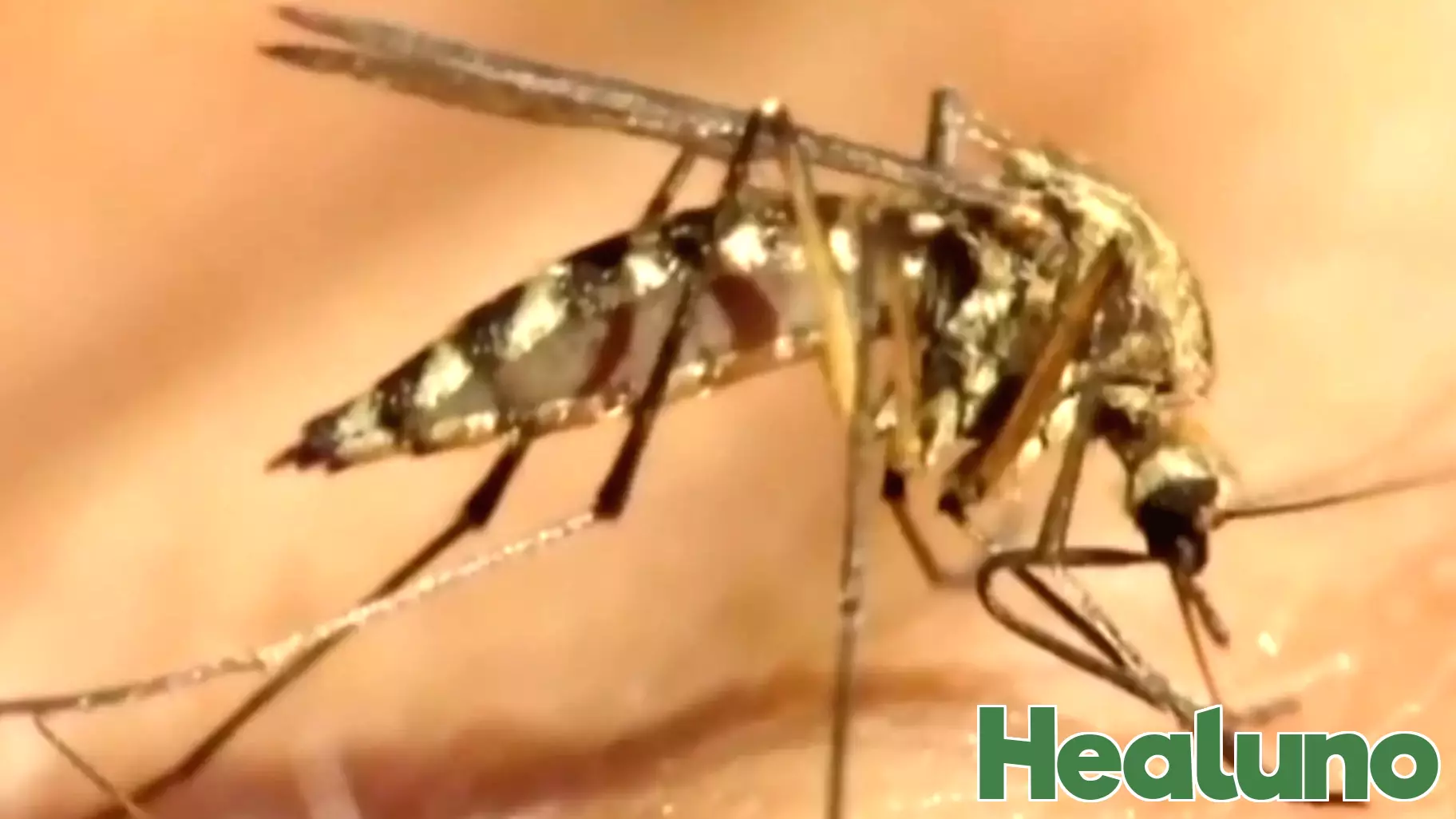 West Nile Virus Found Near Park in Northeast Philadelphia