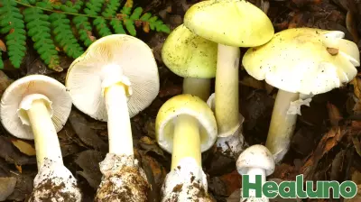 4 Dead in Mushroom Poisoning Outbreak in California