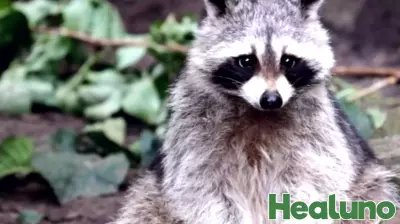 Brooke County Reports Alarming Increase in Rabies Cases This Year