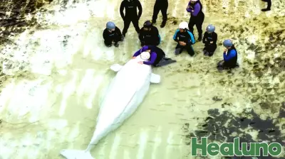 Chicago aquarium shares health update on Marineland belugas after whale deaths