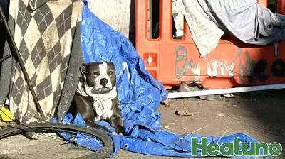 Dog daycare leptospirosis outbreak in Los Angeles reveals broader public health risks