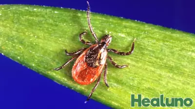 Health Advisory: Beware of Ticks and Lyme Disease This Holiday Weekend