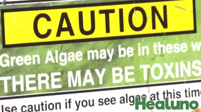 Health Alert for Lake Okeechobee Due to Toxic Algae