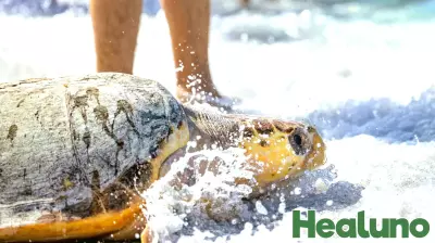 Loggerhead Sea Turtles Successfully Released Back into the Gulf