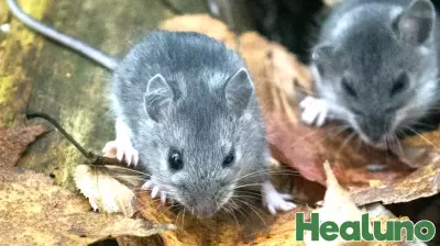 Of mice and humans: What to know about the diseases mice can spread in the region