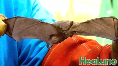 Rabies Detected in Bat Found in Ottawa County
