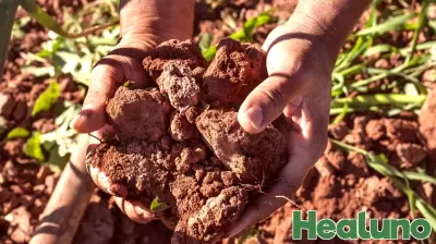 The Impact of Climate Change on Digestive Health